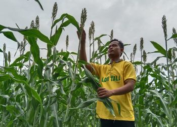 Salah satu warga LDII, kini bergiat membudidayakan tanaman sorgum, yang menjadi lima makanan pokok dunia selain padi, jagung, gandum, dan barley. Foto: LINES.