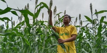 Salah satu warga LDII kini bergiat membudidayakan tanaman sorgum yang menjadi lima makanan pokok dunia selain padi jagung gandum dan barley Foto LINES