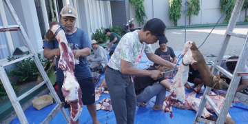 Panitia kurban memotong daging sapi pada perayaan Idul Adha 1445 H di Komplek Kantor DPW LDII Jawa Timur Selasa 186 Dok LINES