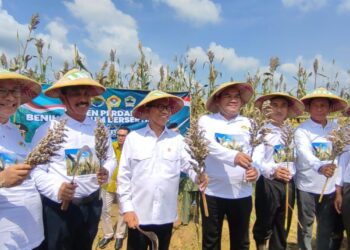 Menteri Desa dan Pembangunan Daerah Tertinggal, Yandri Susanto, menghadiri panen benih sorgum tersertifikasi di lahan Kelompok Tani Barokah, Dukuh Gelam, Desa Kedungwungu, Kecamatan Todanan, Kabupaten Blora, pada Minggu pagi, (11/5). Dok: LINES.