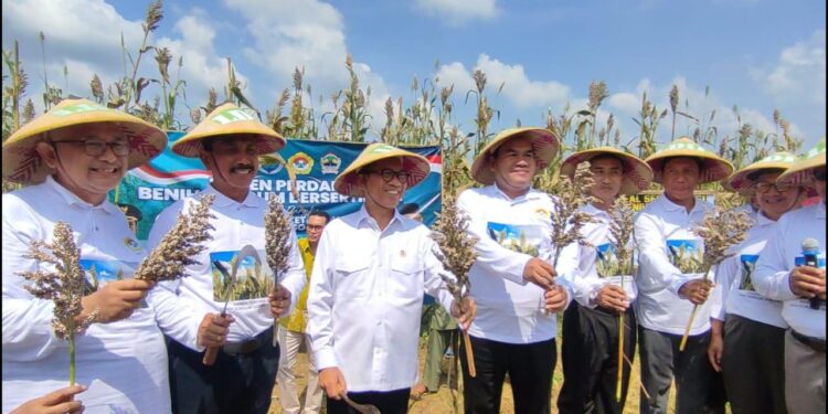 Menteri Desa dan Pembangunan Daerah Tertinggal, Yandri Susanto, menghadiri panen benih sorgum tersertifikasi di lahan Kelompok Tani Barokah, Dukuh Gelam, Desa Kedungwungu, Kecamatan Todanan, Kabupaten Blora, pada Minggu pagi, (11/5). Dok: LINES.