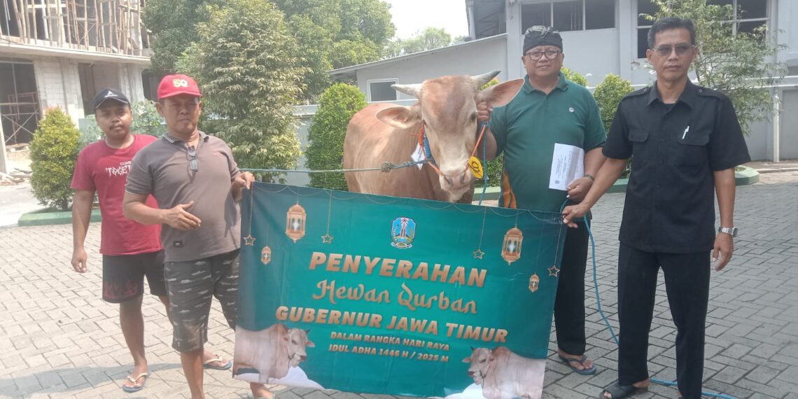LDII Jatim terima sapi kurban dari gubernur Khofifah | LDII JAWA TIMUR Panitia Kurban LDII Jawa Timur menerima bantuan sapi kurban dari Gubernur Khofifah pada Kamis 56 di Kantor DPW LDII Jatim Bantuan ini merupakan wujud dukungan nyata dalam pelaksanaan ibadah kurban yang diharapkan dapat memberikan manfaat bagi masyarakat Dok LINES