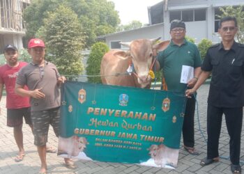 Panitia Kurban LDII Jawa Timur menerima bantuan sapi kurban dari Gubernur Khofifah pada Kamis (5/6) di Kantor DPW LDII Jatim. Bantuan ini merupakan wujud dukungan nyata dalam pelaksanaan ibadah kurban yang diharapkan dapat memberikan manfaat bagi masyarakat. Dok: LINES.