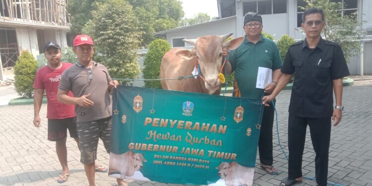Panitia Kurban LDII Jawa Timur menerima bantuan sapi kurban dari Gubernur Khofifah pada Kamis (5/6) di Kantor DPW LDII Jatim. Bantuan ini merupakan wujud dukungan nyata dalam pelaksanaan ibadah kurban yang diharapkan dapat memberikan manfaat bagi masyarakat. Dok: LINES.