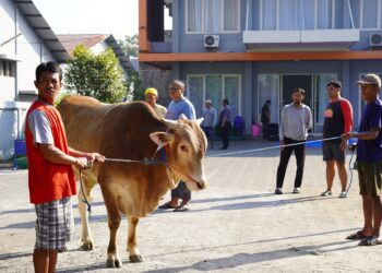Panitia kurban LDII Jawa Timur tengah bersiap menyembelih sapi pada perayaan Idul Adha 2025, pada Sabtu (7/6) di halaman Kantor DPW LDII Jatim. Dok: LINES.