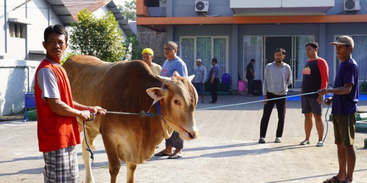 Panitia kurban LDII Jawa Timur tengah bersiap menyembelih sapi pada perayaan Idul Adha 2025, pada Sabtu (7/6) di halaman Kantor DPW LDII Jatim. Dok: LINES.