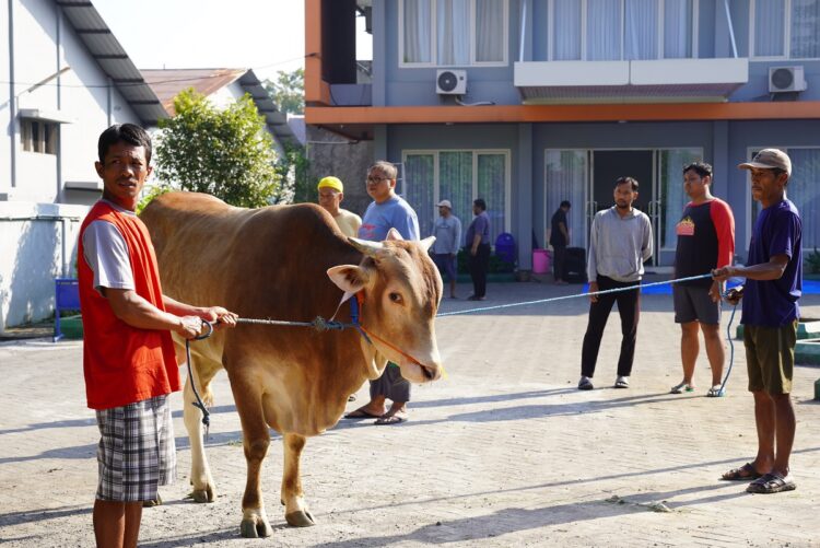 Panitia kurban LDII Jawa Timur tengah bersiap menyembelih sapi pada perayaan Idul Adha 2025 pada Sabtu 76 di halaman Kantor DPW LDII Jatim Dok LINES