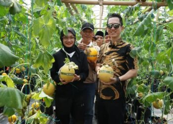 Wali Kota Kediri Vinanda Prameswati saat panen perdana buah melon di GEN SOBO Farm, pada Sabtu (5/7). Dok: LINES,