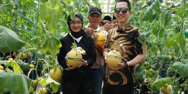 Wali Kota Kediri Vinanda Prameswati saat panen perdana buah melon di GEN SOBO Farm, pada Sabtu (5/7). Dok: LINES,