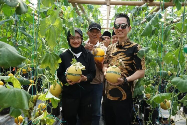 Wali Kota Kediri Vinanda Prameswati saat panen perdana buah melon di GEN SOBO Farm, pada Sabtu (5/7). Dok: LINES,