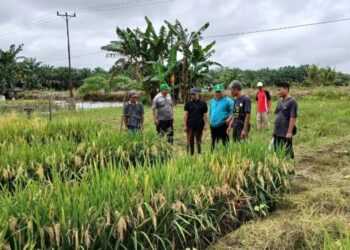 Ketua DPW LDII Kalimantan Barat, Susanto, bersama jajaran meninjau langsung demplot padi di Desa Batu Nanta pada Jumat (9/1). Foto: Dok. LINES