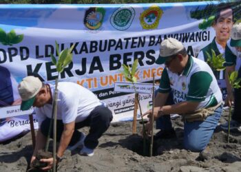 mangrove dan tukik 6 | LDII JAWA TIMUR Ketua DPW LDII Jawa Timur KH Amrodji Konawi dan Asisten II Sekretariat Daerah Kabupaten Banyuwangi Bidang Perekonomian dan Pembangunan Suratno menanam pohon mangrove di area Pantai Cemara Minggu 2382026 pagi Dok LINES Jatim